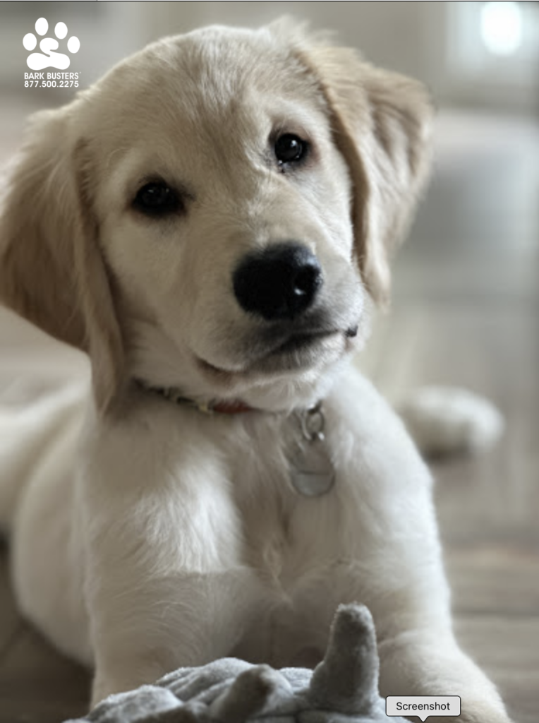 Ranger had a great lesson and if off to a great start! His dad gave us a great review too! "Patrick’s a great guy and really good at what he does. He clearly explained the process and more importantly WHY we’re training that way - it really makes sense. I’ve got a 13 week old puppy and I just wanted to make sure I can set him up for success to have a great, safe life and Pat’s method is a great step in the right direction of building a great foundation for the little guy. The Bark Busters methodology is about building a great relationship between you and your pup, which I can appreciate. I’m sure Pat works with all dogs, and if you’re at all on the fence about hiring a trainer, don’t waste your time and just Give Pat a call - I promise it’ll be worth it." #dogtrainer #dogtraining #dog #goldenretriever #capecoral #fortmyers #fortmyersk9 #speakdogchangeyourlife #liveahappierlifetogetherwithyourdog swflk9.com